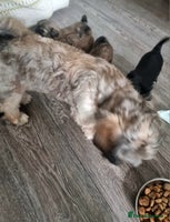 Shih Tzu dogs Shihtzu pupies. - Advert 1