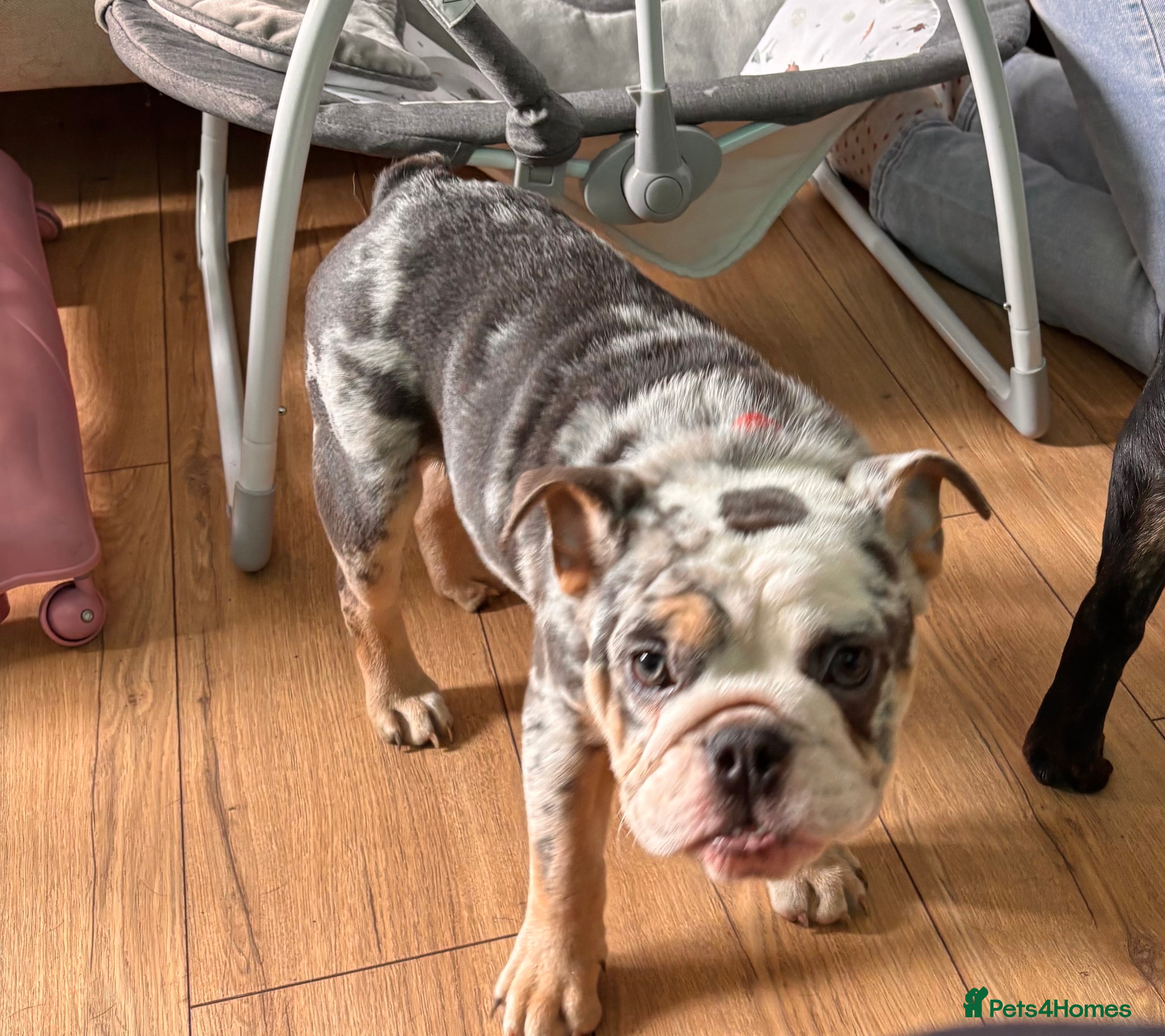 English Bulldog dogs English bulldog - Advert 2