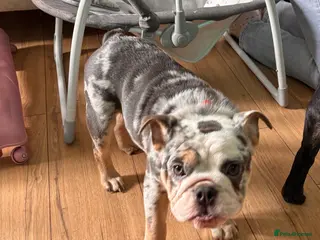 English Bulldog dogs English bulldog - Advert 1