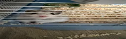 Hamster rodents for sale: Syrian Hamster  in Warwick - Advert 1