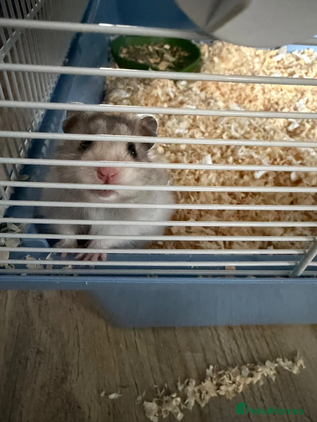 Hamster rodents for sale: Syrian Hamster  in Warwick - Advert 1