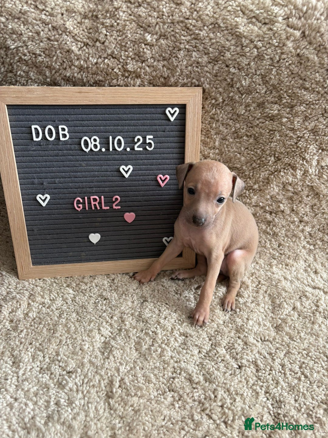 Italian Greyhound dogs for sale: Italian greyhound puppies - Advert 6