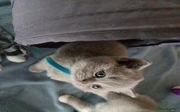 British Shorthair cats for sale: Full Britishshort hair kittens ready wendesday - Image 19