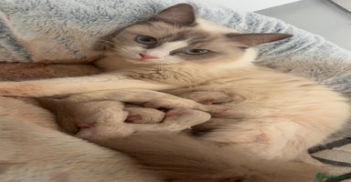 Ragdoll cats - Advert 14