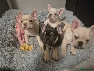 French Bulldog dogs Beautiful French Bulldogs ready to leave - Advert 12