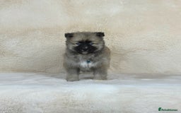 Pomsky dogs for sale: Stunning blue eyes F3 Pomsky puppies for sale  - Image 15