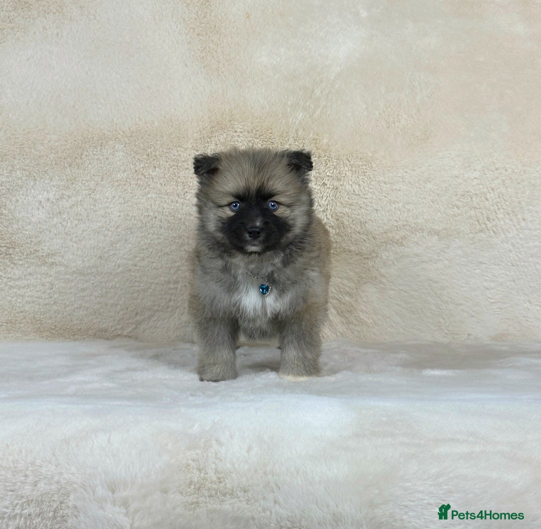 Pomsky dogs for sale: Stunning blue eyes F3 Pomsky puppies for sale  - Image 15