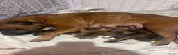 Staffordshire Bull Terrier dogs for stud: 🥨 Crufts Qualified Red SBT Stud 🥨 - Advert 32