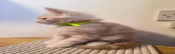 Maine Coon cats for sale: Maine coon MIX kittens  - Advert 8