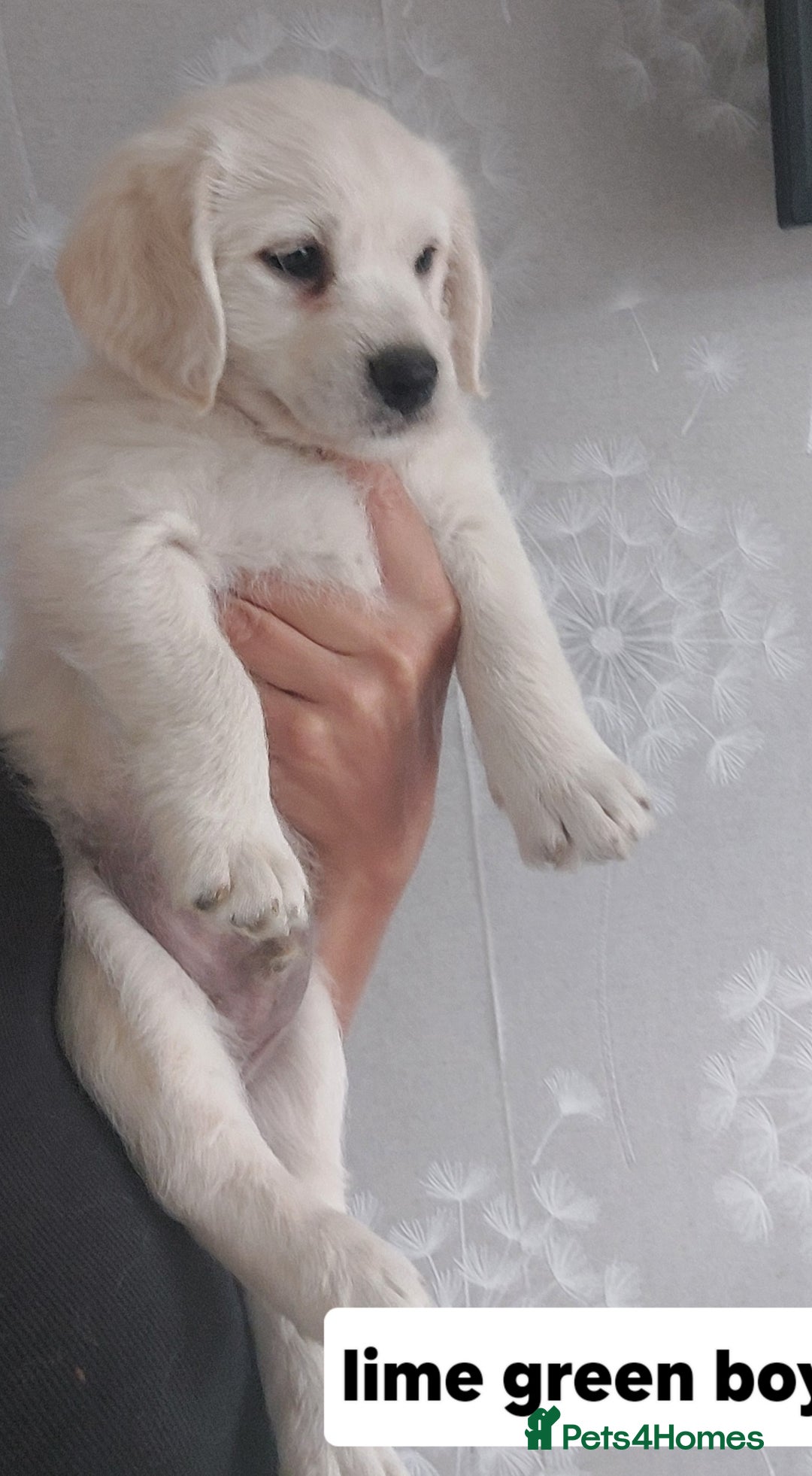 Labradoodle dogs for sale: Beautiful labradoodle pups  - Image 13