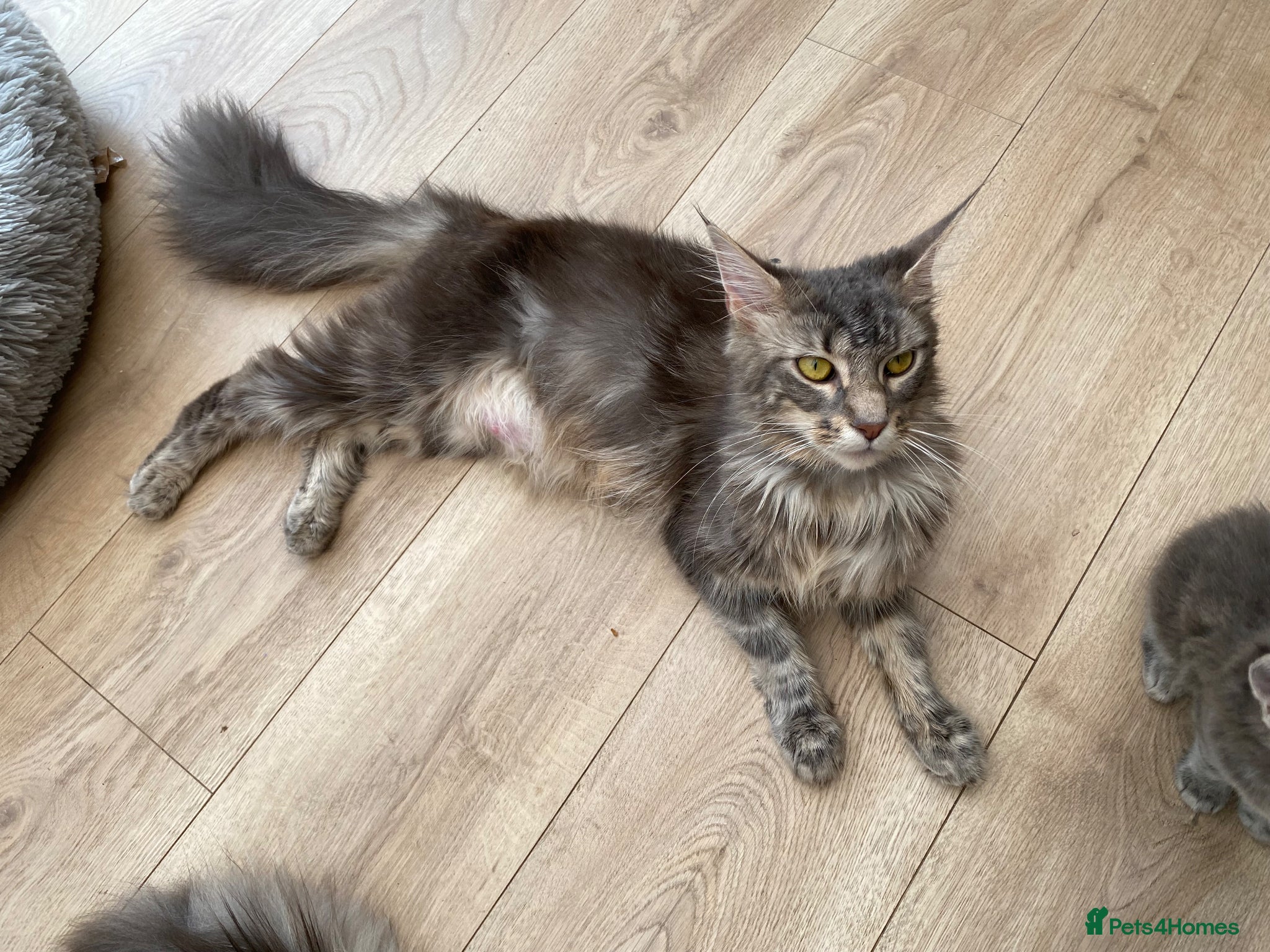 Maine Coon cats for sale: Stunning litter of 3 Maine Coon Female Kittens  - Advert 4