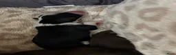 Mixed Breed dogs for sale: Collie Cockers  in Glasgow - Advert 3