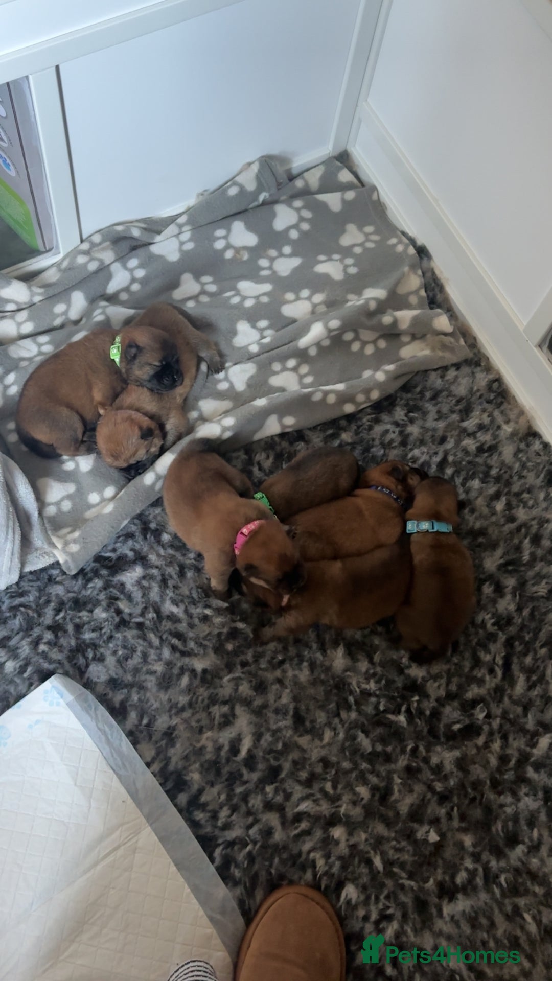 Chow Chow dogs for sale: 3 Stunning chow chow for sale  - Image 21