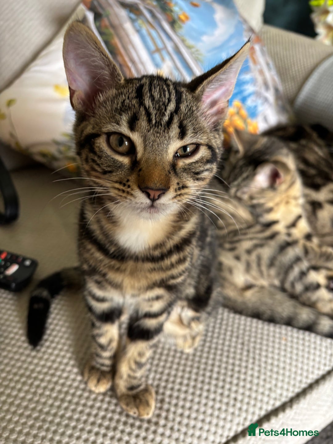 Mixed Breed cats for sale: 2 beautiful female kittens - Image 13