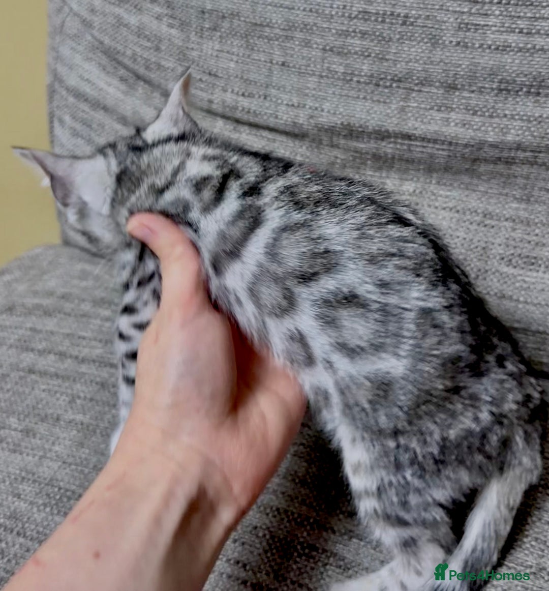 Bengal cats for sale: purebred Bengal kittens - Advert 7