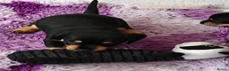 Mixed Breed dogs for sale: Adorable F1 Schnoxie puppies - Advert 12