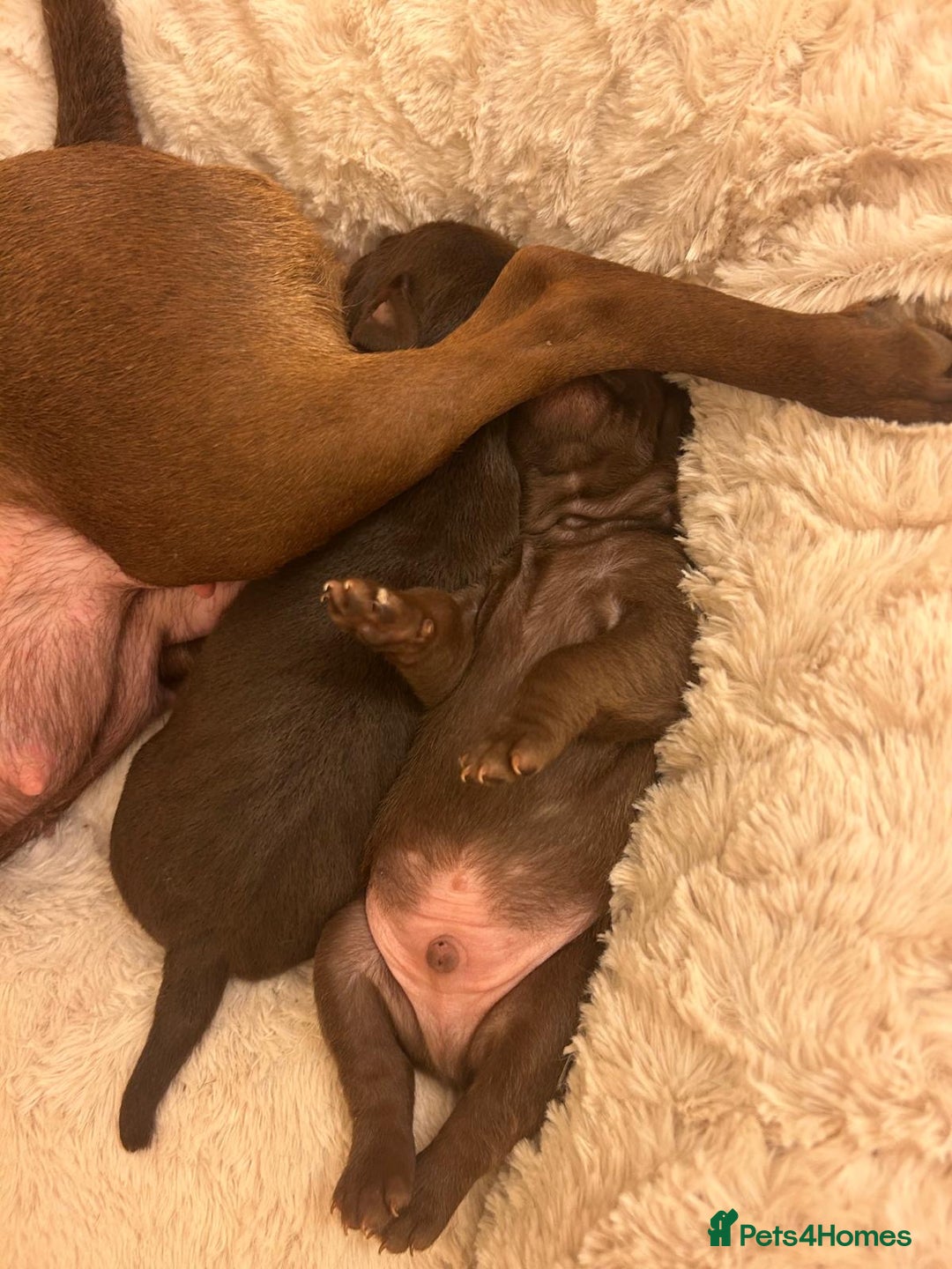 Patterdale Terrier dogs for sale: red patterdale pups  - Advert 10