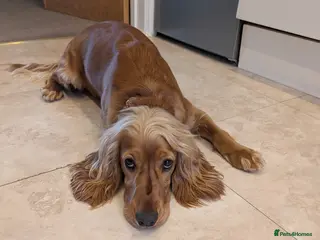 Cocker Spaniel dogs Cocker Spaniel (Ruby) - Advert 1