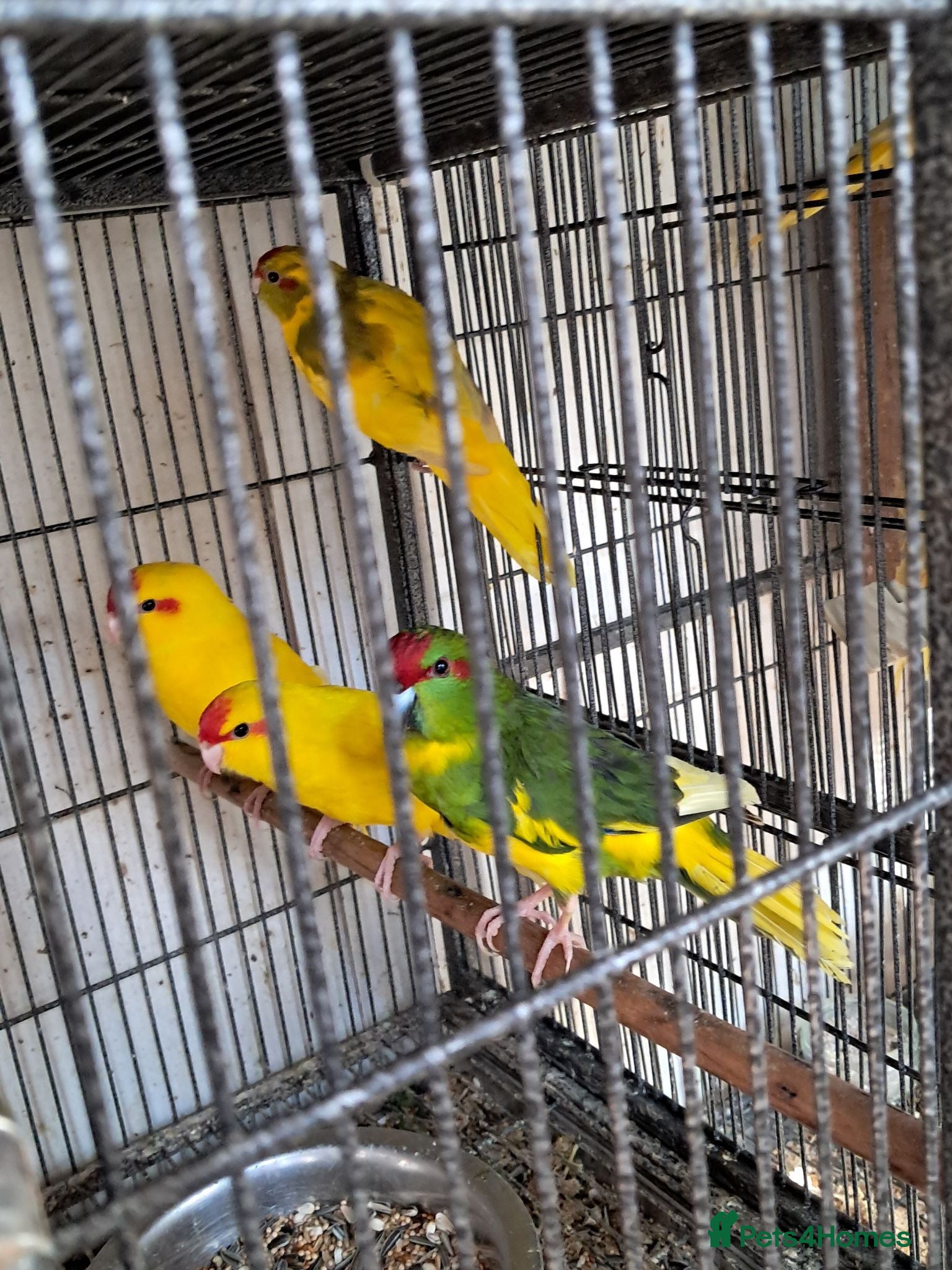 Parakeets birds Baby Kakarikies  - Advert 1