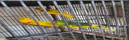 Parakeets birds for sale: Baby Kakarikies  - Advert 1