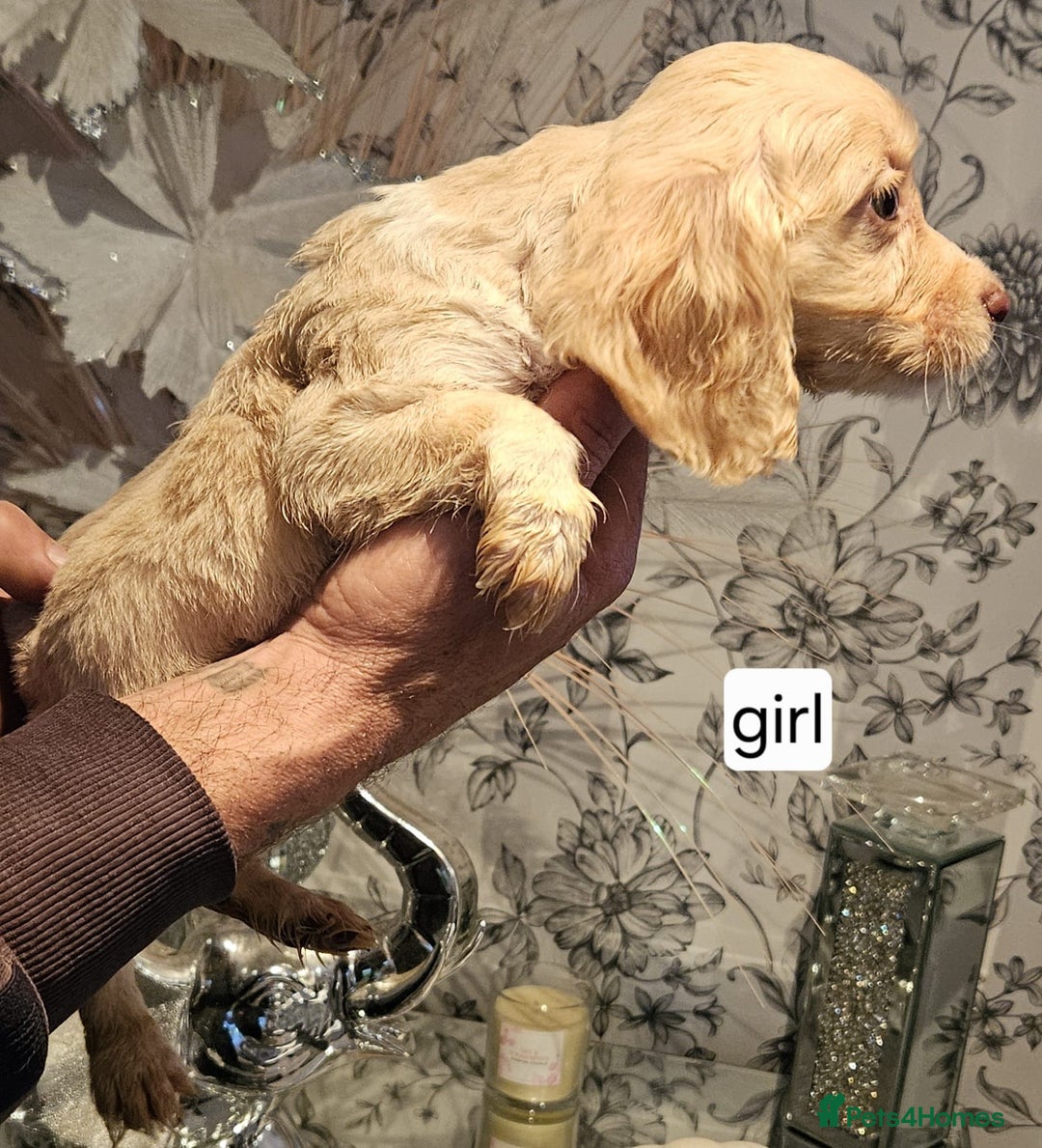 Cocker Spaniel dogs for sale: Beautiful cocker spaniels  - Advert 8