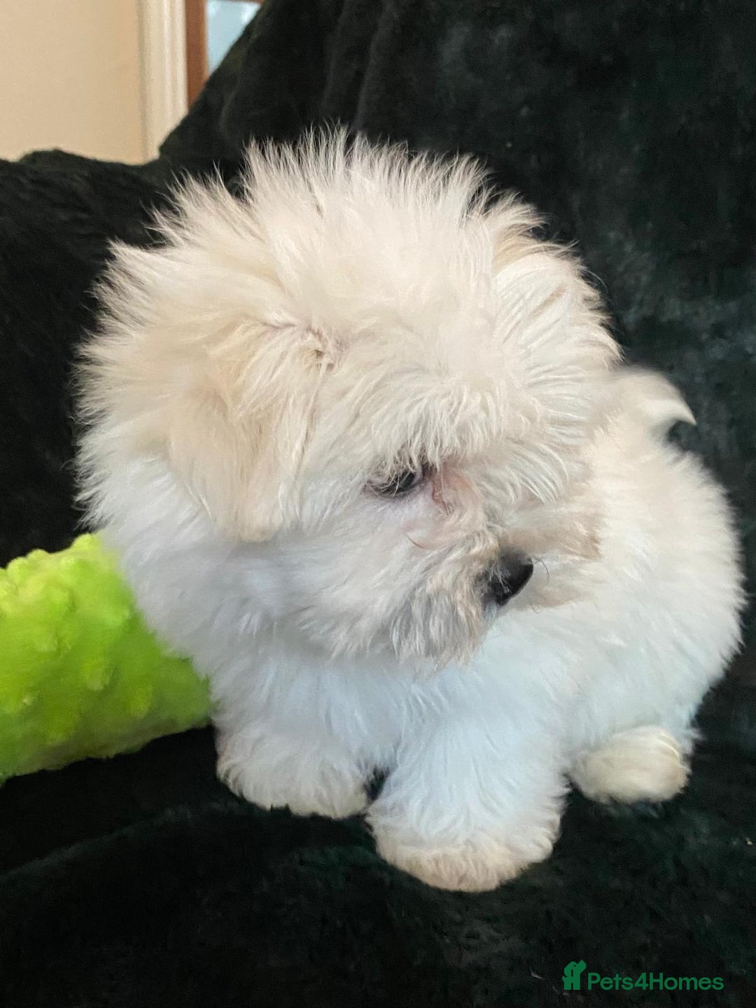 Maltese dogs for sale: Maltese puppies for sale  - Advert 4