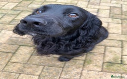Cocker Spaniel dogs for sale: Beautiful Chocolate/Golden Working Cocker Spaniels - Image 9