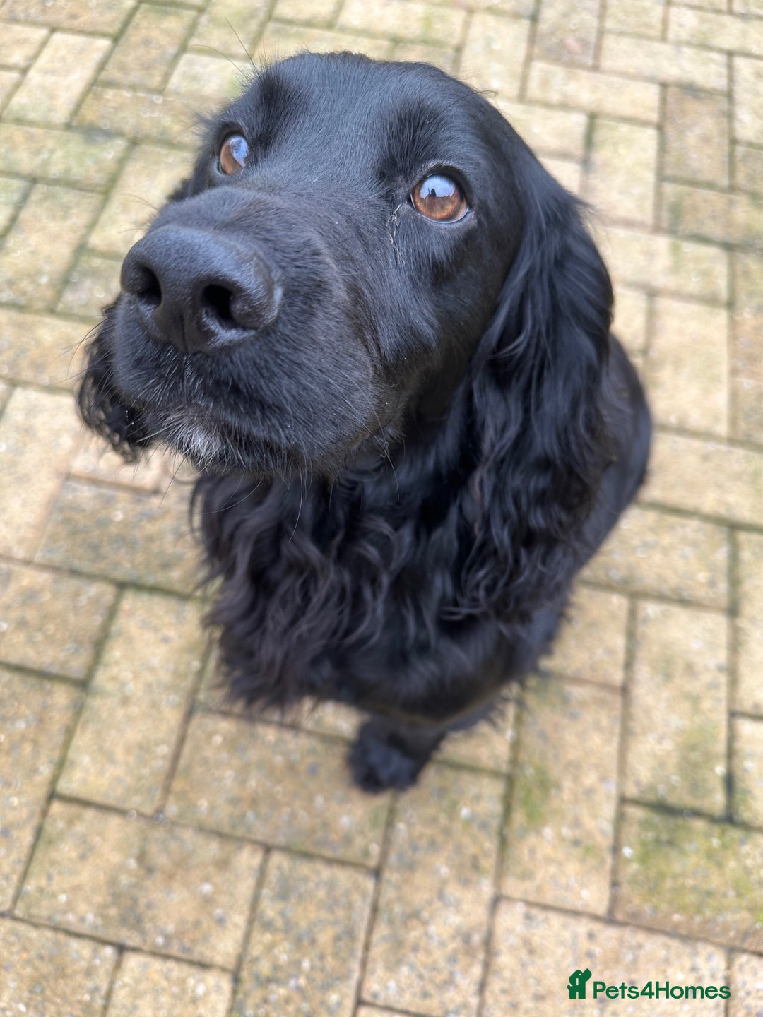 Cocker Spaniel dogs for sale: Beautiful Chocolate/Golden Working Cocker Spaniels - Image 9
