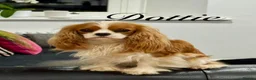 Cavalier King Charles Spaniel dogs for sale: Puppies en route Cavalier King Charles Spaniels in Lancaster - Advert 4