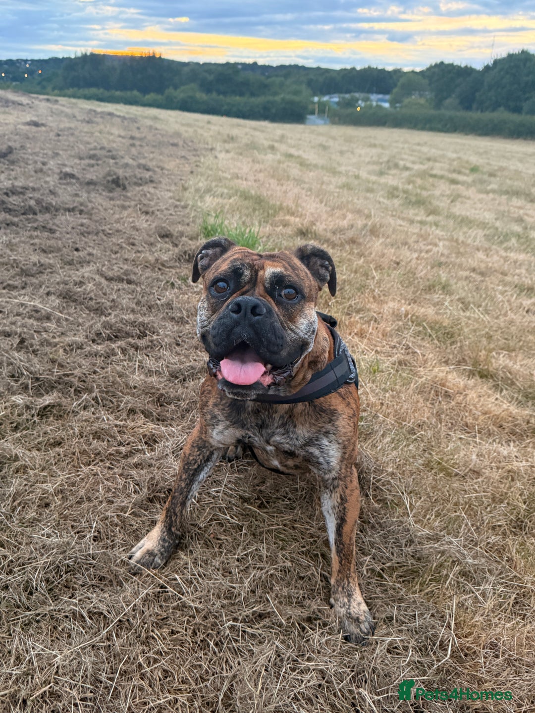 Olde English Bulldogge dogs for sale: Olde English bulldogge  - Image 1
