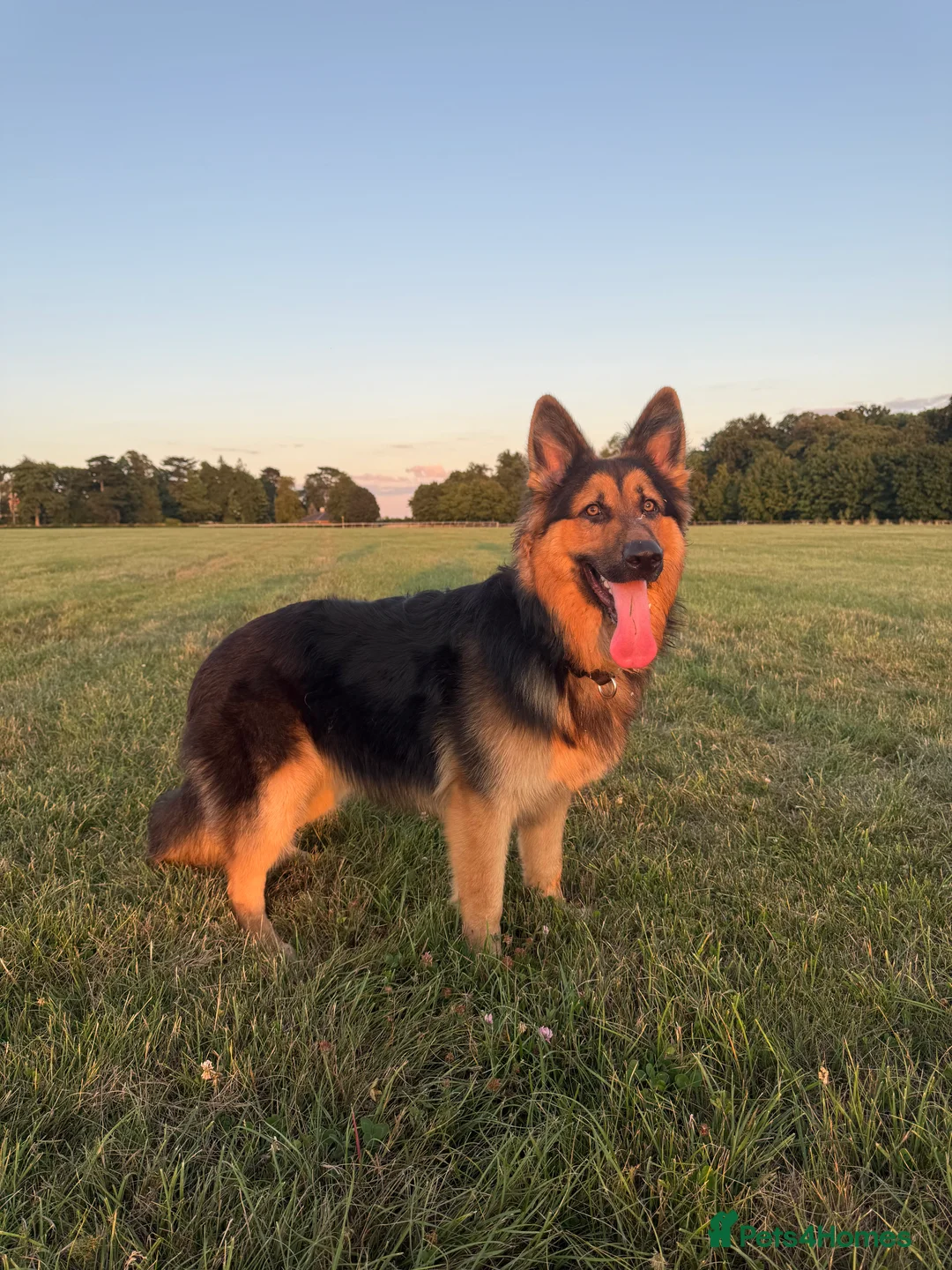 German Shepherd dogs for sale: German Shepherd Puppies - Advert 5