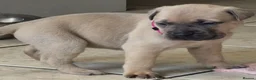 Bullmastiff dogs for sale: Bullmastif mastiff female puppies  in Aberdare - Advert 4