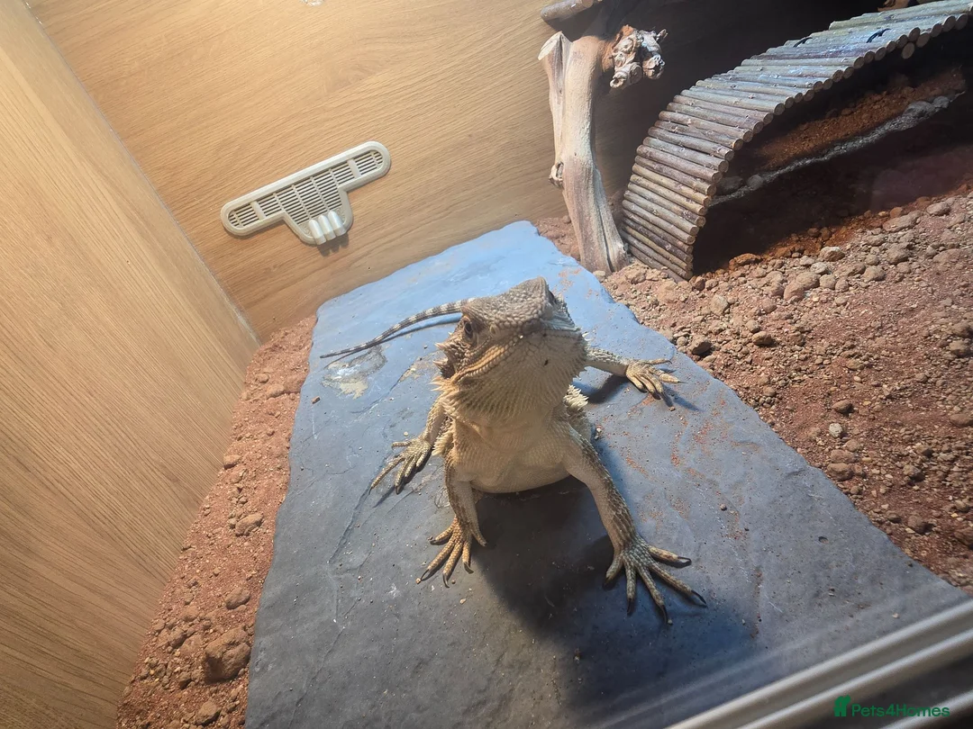 Bearded Dragon reptiles for sale: 2 Bearded dragon  - Advert 11