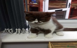 British Shorthair cats for sale: quality kittens gccf registered - Image 13