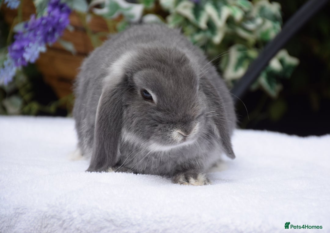 Mini Lop rabbits for sale: Beautiful pure mini lop boy - Image 4