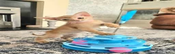 Abyssinian cats for sale: Beautiful Abyssinian Kittens  - Advert 12