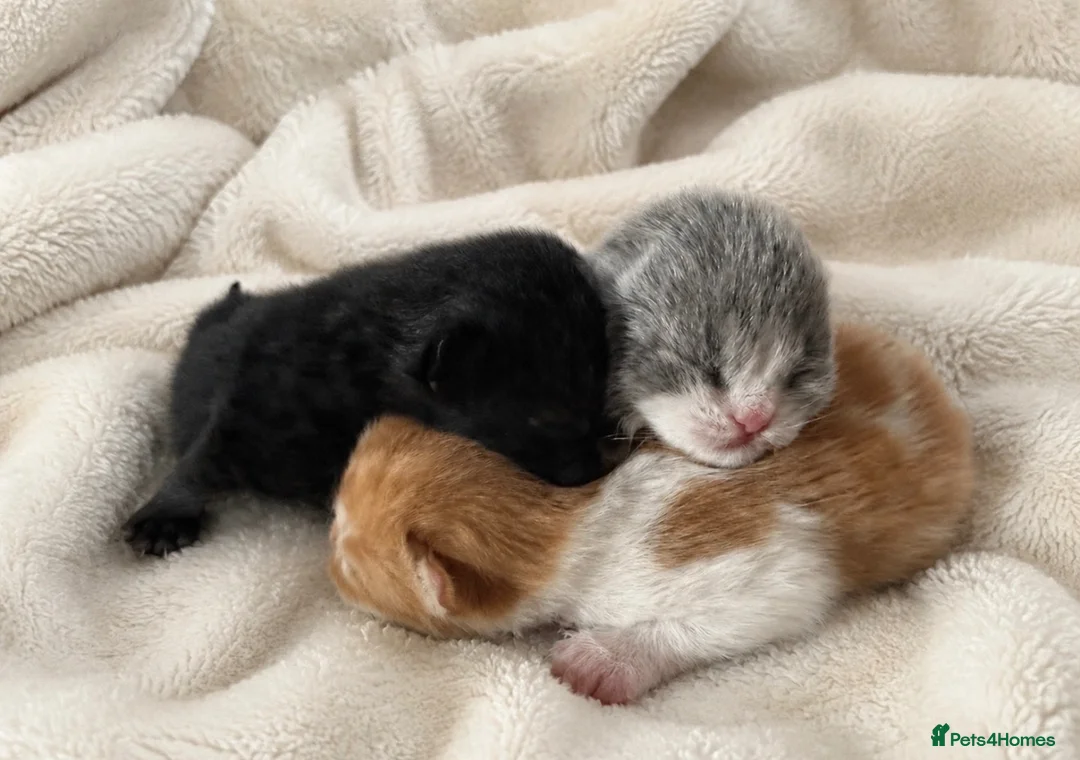 British Shorthair cats for sale: Exceptional quality British shorthair kittens  - Advert 1