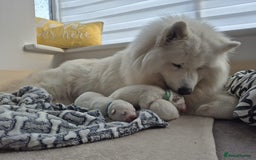 Samoyed dogs for sale: 🐾 Georgeus Pedigree Samoyed Puppies 🐾 - Image 7