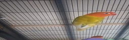 Lovebirds birds for sale: Lovebirds for sale - Advert 2