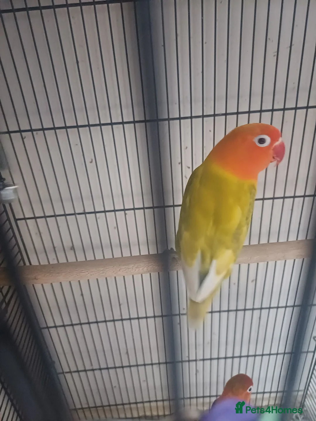 Lovebirds birds for sale: Lovebirds for sale - Advert 2