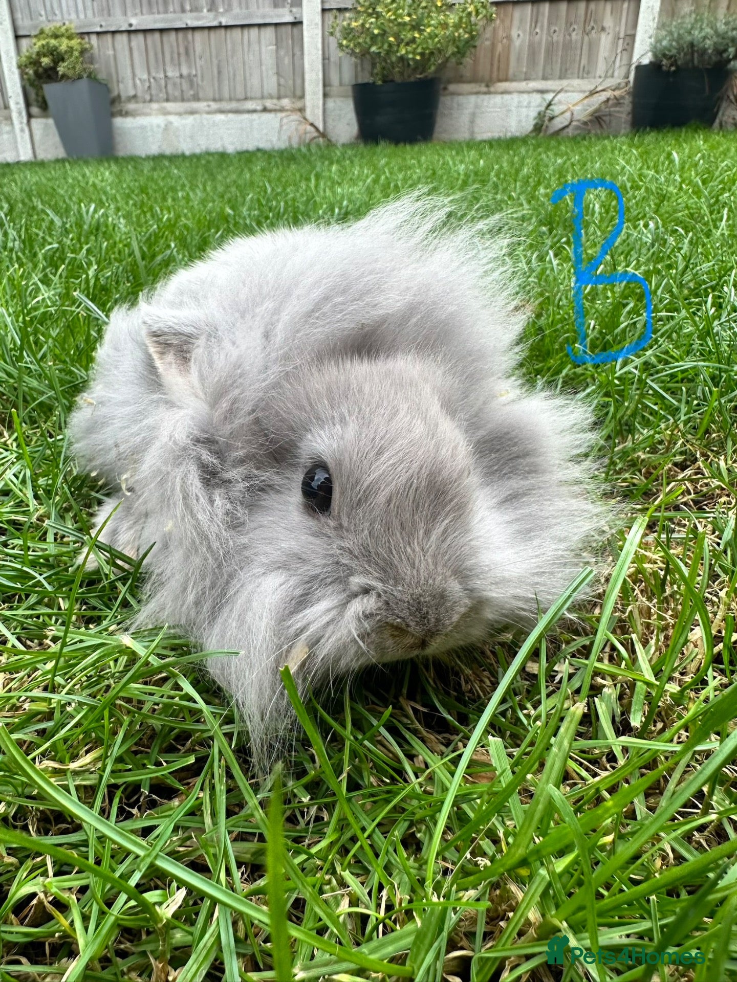 Lionhead rabbits Lionhead rabbits for sale  - Advert 2