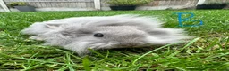 Lionhead rabbits for sale: Lionhead rabbits for sale  - Advert 2