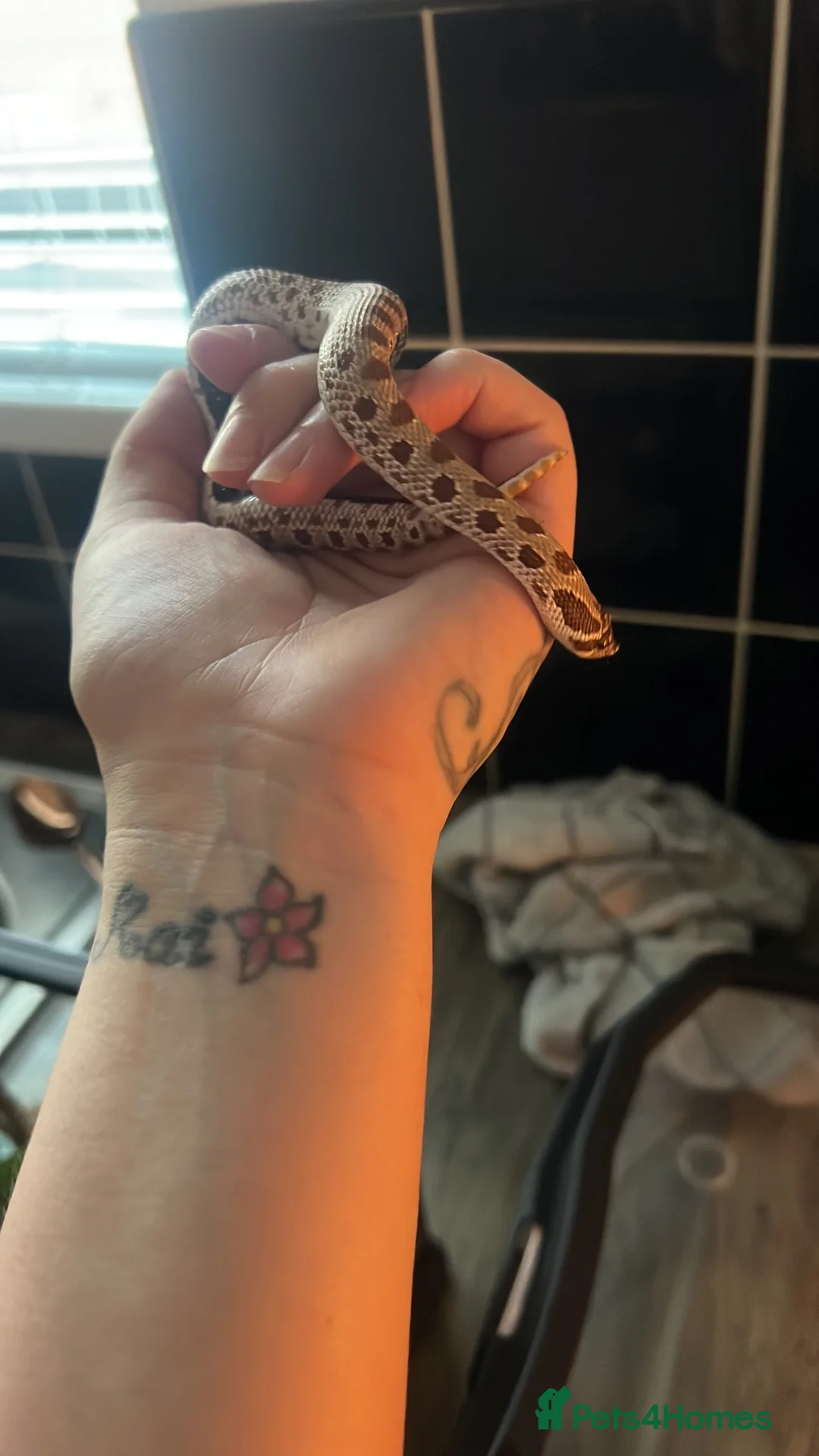 Snake reptiles for sale: REHOME - hognose snake 1 and half years old approx in Norwich - Advert 1