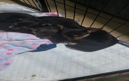 Mixed Breed dogs for sale: 3 chorkie boys left for sale - Image 13