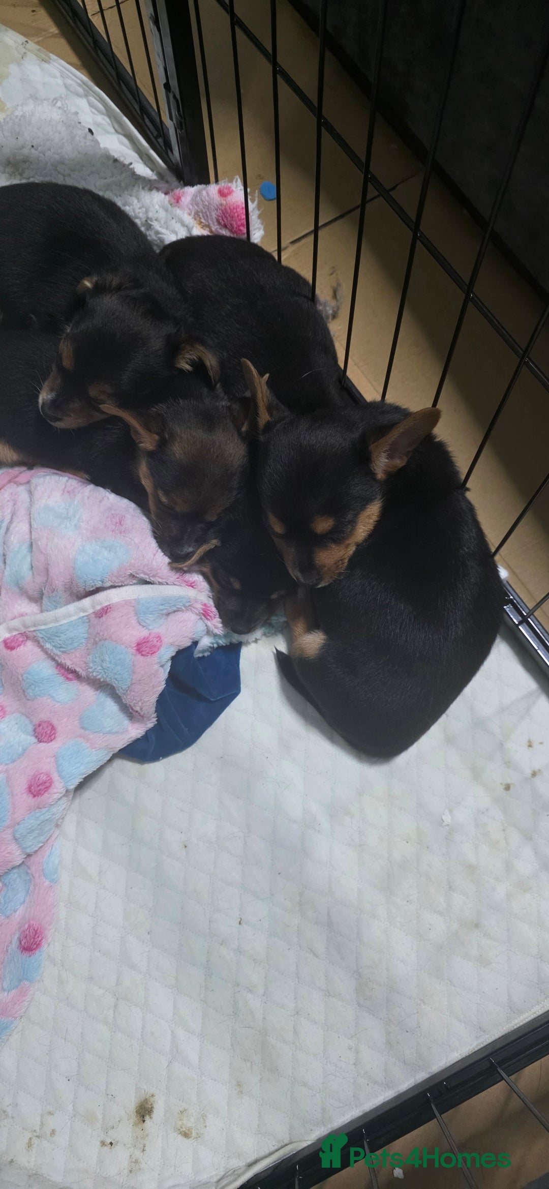 Mixed Breed dogs for sale: 3 chorkie boys left for sale - Image 13