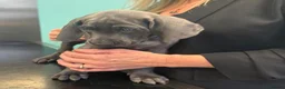 Weimaraner dogs for sale: KC Reg Weimaraner Puppies Silver & Blue - Advert 6