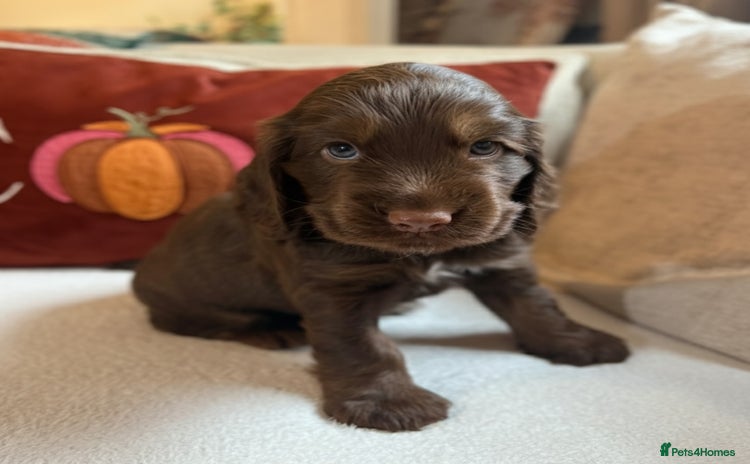 Cocker Spaniel dogs - Advert 9