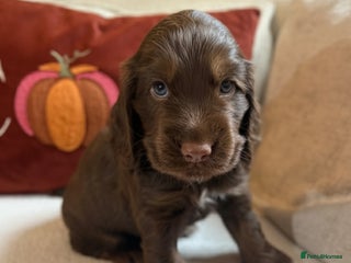Cocker Spaniel dogs - Advert 19