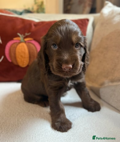 Cocker Spaniel dogs - Advert 9