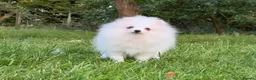 Pomeranian dogs for sale:  Teddy Bear Pomeranian Puppies - Advert 21